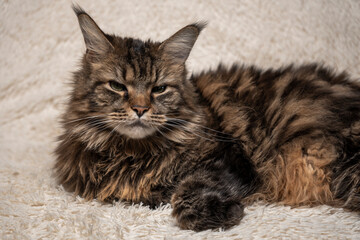 Beautiful cat on the couch, Maine coon portrait