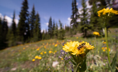 an alpine bee resting on a dandelion, Manning Park, British Columbia, Canada