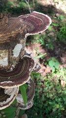 mushroom in the forest