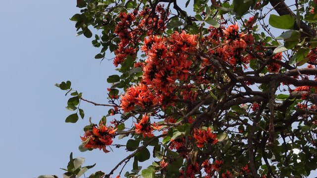 The red-orange Palash flower buds are swaying in the spring wind. The flame of the forest (Butea monosperma) flower is blooming. Flowers background.  4k Video. 