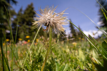 close-up of a western anemone, Pulsatilla Occidentalis, Manning Park, British Columbia, Cannada