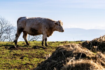 charolais cow in mountain pasture