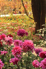 Flowers in the Garden of Five Senses in New Delhi, India