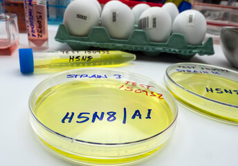 Obraz na płótnie Canvas new strain of H5N8 avian influenza infected in humans, petri dish with samples, conceptual image