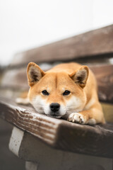 Chien shiba inu qui est coucher la tête posée sur un banc