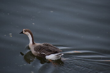 Wildlife and nature in Bijolai Palace built by Maharaja Takhat Singh in 1859.