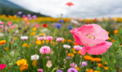 blooming flowers in a country garden