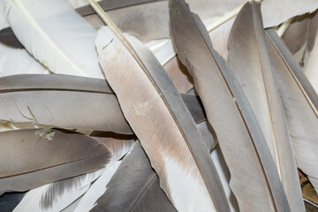 brown and white pigeon feathers. background or textura