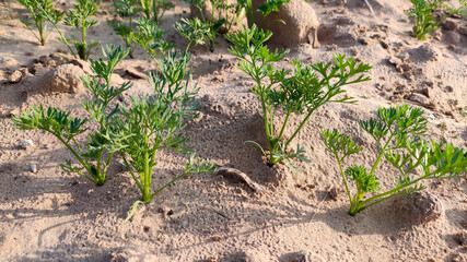 Small germinating carrot crop plants in field