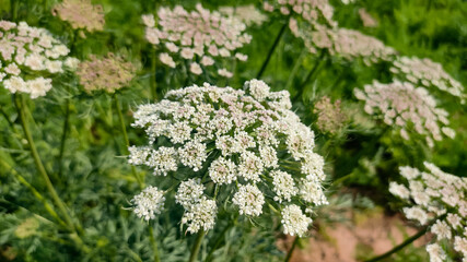 Blossoming carrot crop flowers, close up view