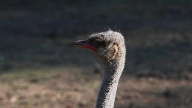 Common Ostrich, Struthio camelus, Africa; seen from the back of its head then it turns to the left creating shadow to its face, turns to right to face to the sun exposing its lovely eye.