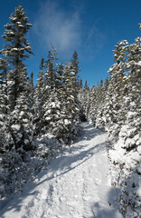 snow-covered trees in the forest