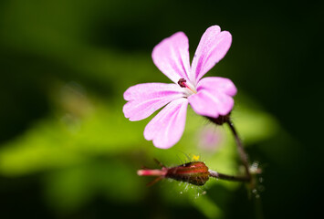detail of a blooming pink flower