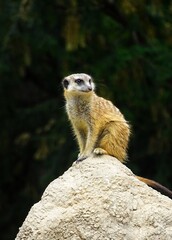 meerkat on guard