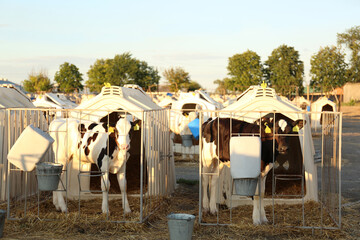 Pretty little calves near their hutches on farm. Animal husbandry