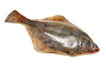 Psetta maxima (Turbot Fish) isolated on white background 