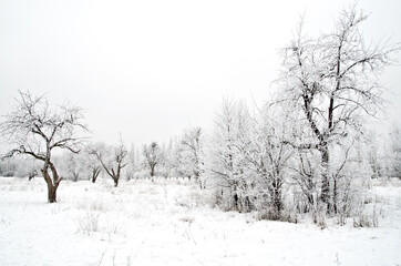 Fototapeta premium winter landscape