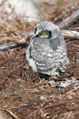 Eurasian Pygmy Owl