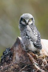 Eurasian Pygmy Owl