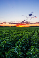 Soybeans at Sunset