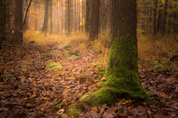 leśna dróżka jesienią