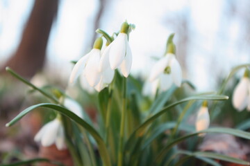 Obraz premium Close-up of snowdrops in the woods at sunset