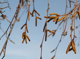 Catkins growing and hanging down from the tree against a blue sky. The sun is shining and spring has arrived early. Focus on the right.