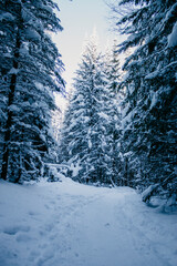 winter landscape with snow