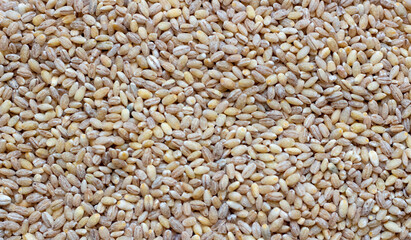 Background of dry pearl barley close-up. The texture of the barley porridge