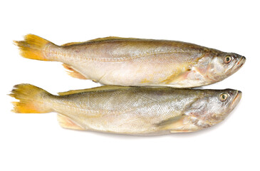 Yellow Croaker Fish On White background 