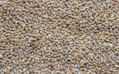 Background of dry pearl barley close-up. The texture of the barley porridge
