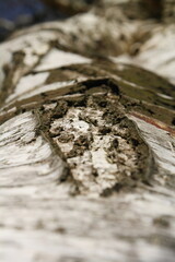 Detail of the rough textured surface of a silver birch tree trunk in the sunshine, shot vertically