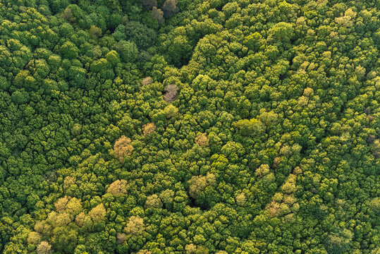 Aerial view of a deep forest at sunset © ventura