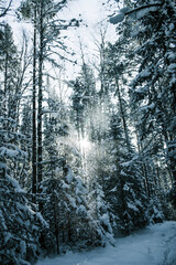winter forest in the fog