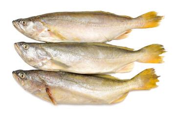 Yellow Croaker Fish On White background 
