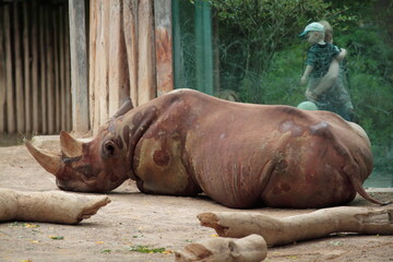 Rhino lying in a zoo