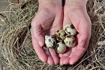 Quail eggs holds in his hands an elderly woman. 