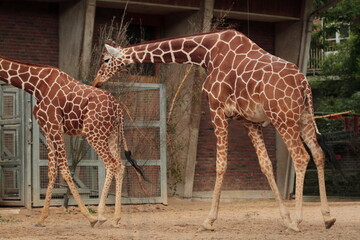 Giraffes gawping in a zoo