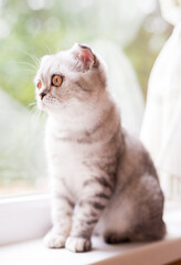 gray striped scottish fold kitten on windowsill