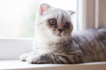 gray striped scottish fold kitten on windowsill