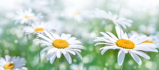 Green grass and chamomile in the meadow. Spring or summer nature scene with blooming white daisies in sun glare.
