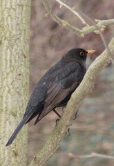Old blackbird on a tree
