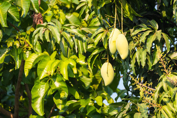 Mangoes on the tree,Fresh fruits hanging from branches,Bunch of green and ripe mango