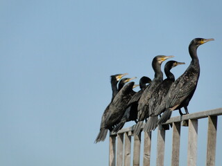 Vögel an einem Steg an der Küste von Dänemark