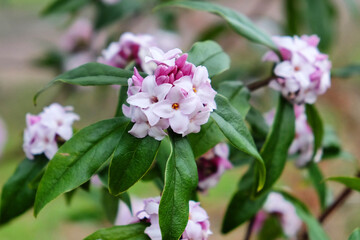 Daphne bholua, the Nepalese paper plant, in flower