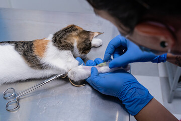 Veterinarian placing an intravenous catheter in a sedated