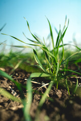 Green field grass in black ground against blue clear sky