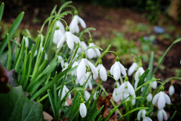 The white flowers of the giant snowdrop, galanthus elwesii, in bloom