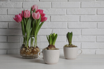 Potted hyacinth flowers and tulips with bulbs on white wooden table
