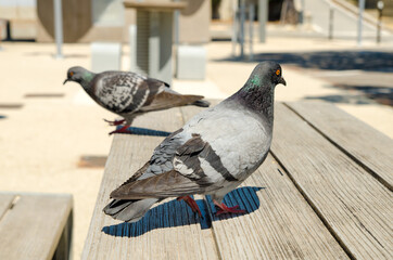 pigeon on the table